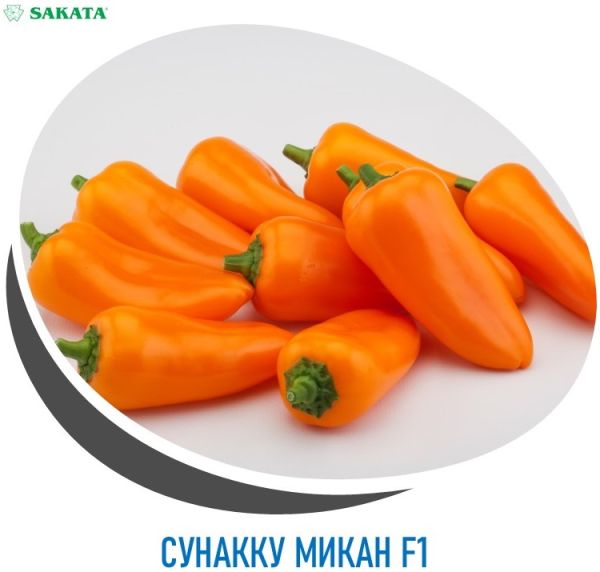Перец сладкий СУНАККУ МИКАН F1 / SUNAKKU MIKAN F1 Sakata