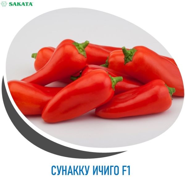 Перец сладкий СУНАККУ ИЧИГО F1 / SUNAKKU ICHIGO F1 Sakata