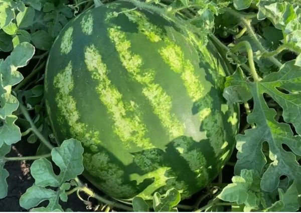 Арбуз КАРДИНАЛ F1 / KARDINAL F1 NeoSeeds