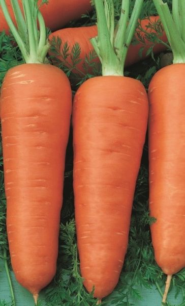 Морковь ШАНТАНЭ РЕД КОРЕД Unigen Seeds