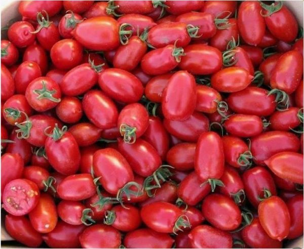Томат БРИСКОЛИНО F1 Unigen Seeds
