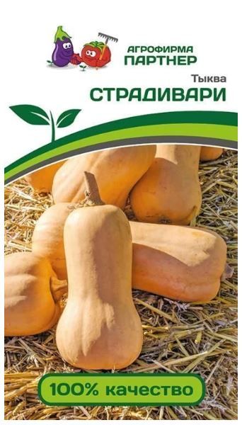Тыква СТРАДИВАРИ Партнер