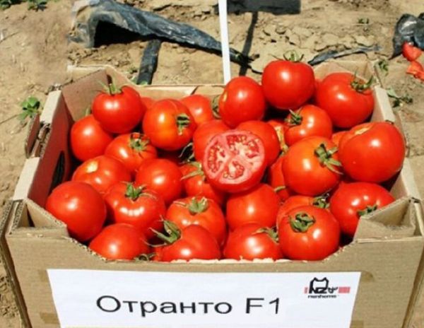 Томат ОТРАНТО F1 / OTRANTO F1 Nunhems