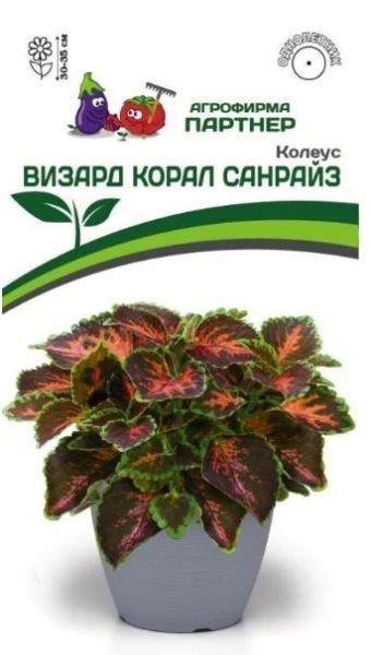 Однолетник Колеус шлемниковидный Визард Корал Санрайз Партнер