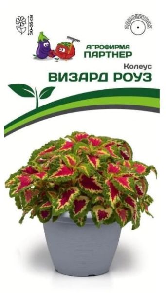Однолетник Колеус шлемниковидный Визард Роуз Партнер
