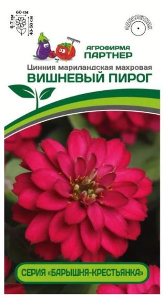 Однолетник Цинния махровая "Барышня-крестьянка" Вишневый Пирог Партнер