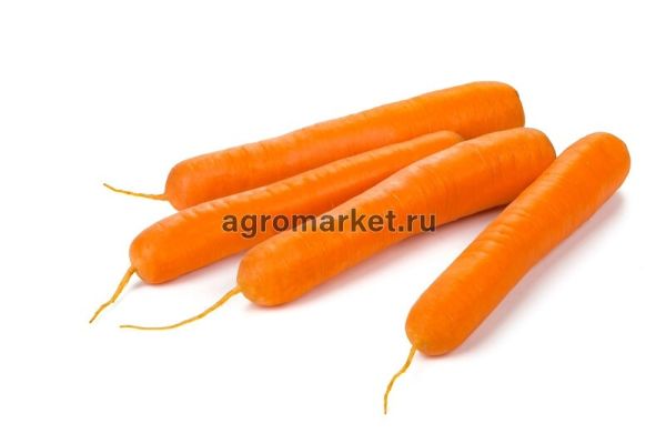 Морковь МОНАНТА / MONANTA Rijk Zwaan