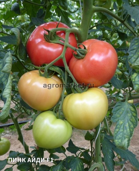 Томат ПИНК АЙДИ F1 / PINK ID F1 Seminis