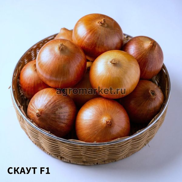 Лук Яровой СКАУТ F1 / SKAUT F1
