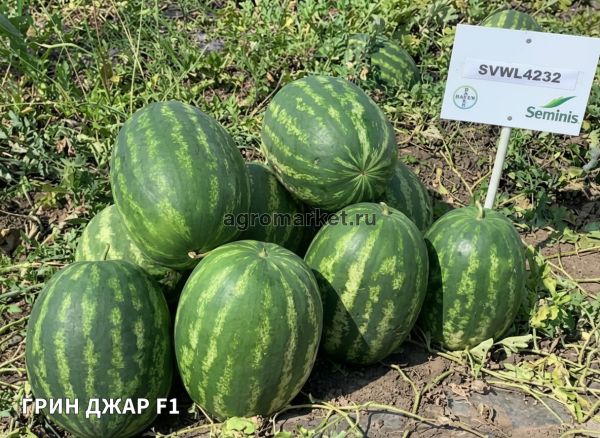 Арбуз ГРИН ДЖАР F1 / GREEN JAR F1 Seminis