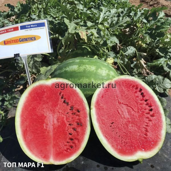 Арбуз ТОП МАРА F1 / TOP MARA F1 Unigen Seeds