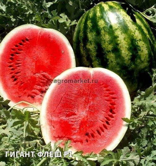 Арбуз ГИГАНТ ФЛЕШ F1 / GIGANT FLESH F1 Unigen Seeds