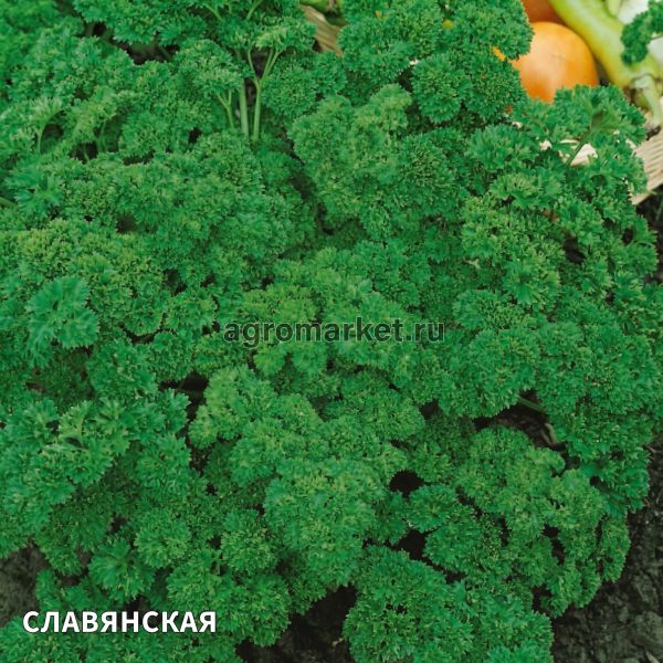 Петрушка кудрявая СЛАВЯНСКАЯ Гавриш