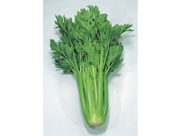 Сельдерей черешковый ДАРКЛЕТ F1 / DARKLET F1 Takii Seeds