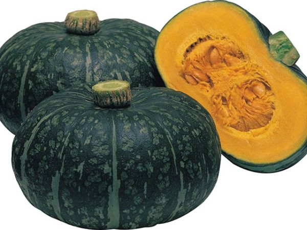 Тыква ДЕЛИКА F1 / DELIKA F1 Takii Seeds