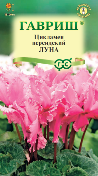 Комнатные Цикламен Луна персидский Гавриш
