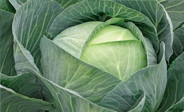 Капуста белокочанная СТОРИДОР F1 / STORIDOR F Syngenta
