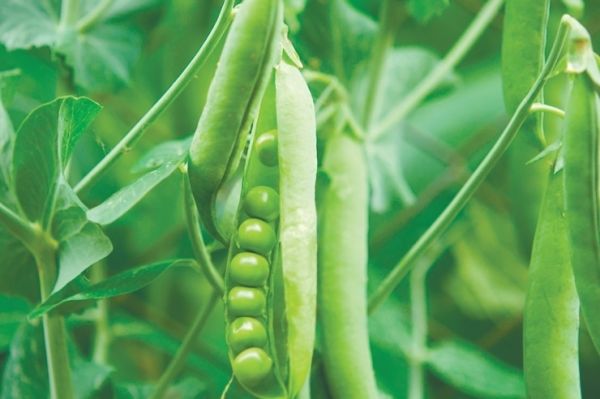 Горох МУЦИО / MUTSIO Syngenta