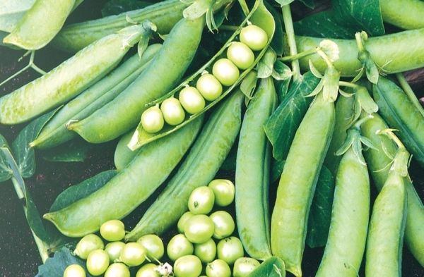Горох ПРЕЛАДО / PRELADO Syngenta