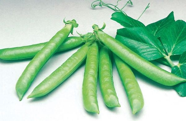 Горох СОМЕРВУД / SOMERVUD Syngenta