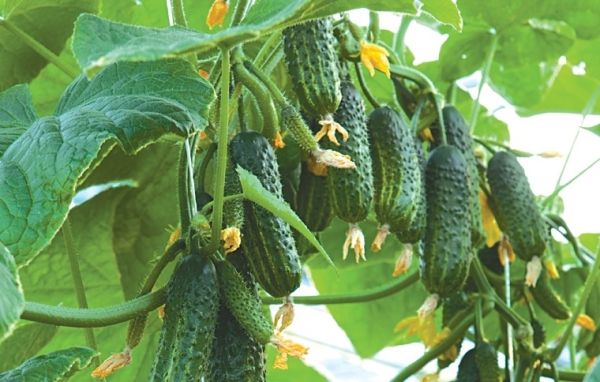 Огурец ЭКОЛЬ F1 / AKOL F1 Syngenta