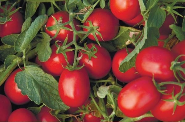 Томат АСТЕРИКС F1 / ASTERIKS F1 Syngenta
