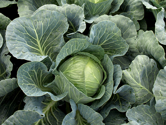 Капуста белокочанная ВЕРДЕКО F1 / VERDEKO F1 Takii Seeds