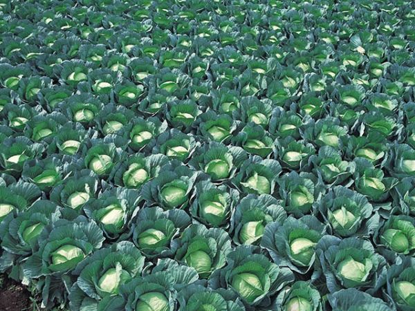 Капуста белокочанная ГРИН РИЧ F1 / GREEN RICH F1 Takii Seeds