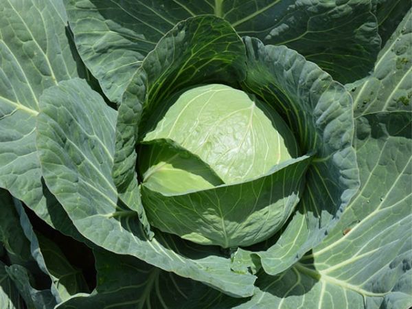 Капуста белокочанная КОМПАС F1 / COMPASS F1 Takii Seeds