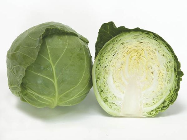 Капуста белокочанная ОРТУС F1 / ORTHUS F1 Takii Seeds