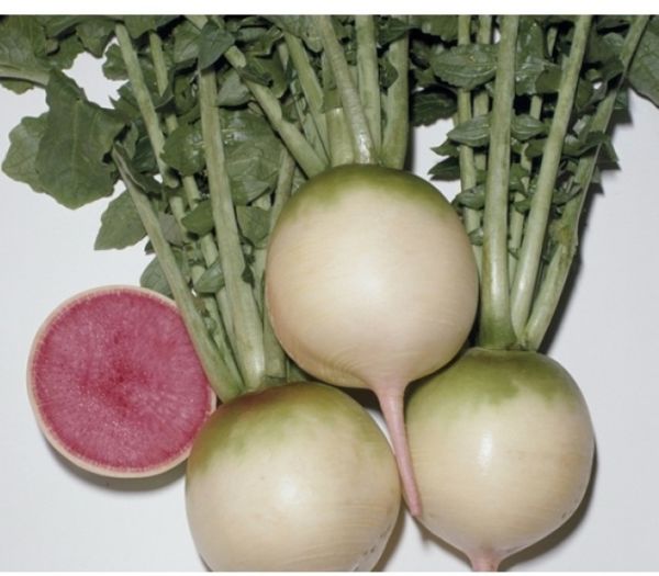 Редька РЕД МИТ F1 / RED MIT F1 Takii Seeds