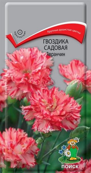 Однолетник Гвоздика садовая Авранчин ЦВ Поиск