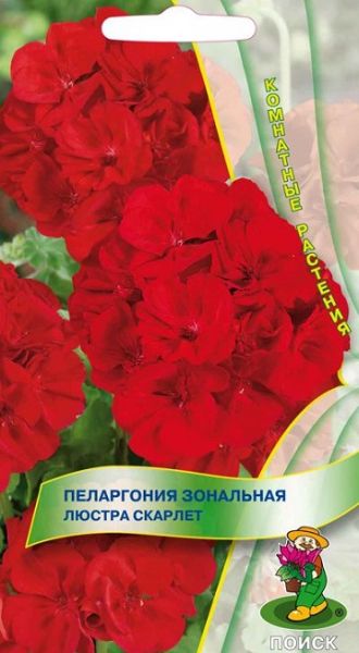 Комнатные Пеларгония зональная Люстра Скарлет ЦВ Поиск