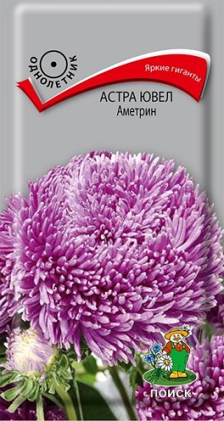 Однолетник Астра ювел Аметрин ЦВ Поиск