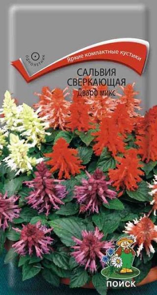 Однолетник Сальвия сверкающая Дварф микс ЦВ Поиск