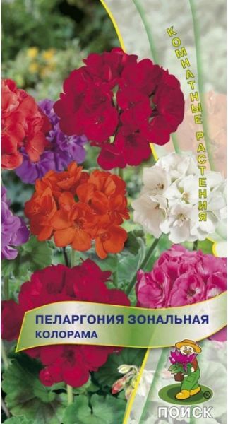 Комнатные Пеларгония зональная Колорама ЦВ Поиск