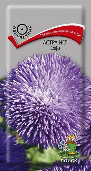 Однолетник Астра игл Софи  ЦВ Поиск