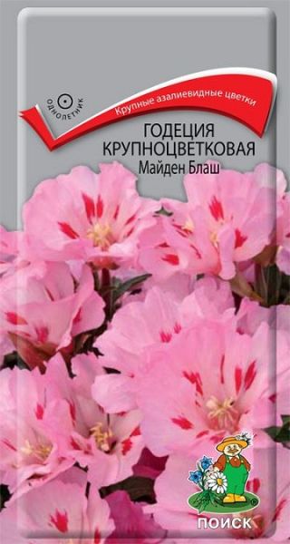 Однолетник Годеция крупноцветковая Майден Блаш  ЦВ Поиск