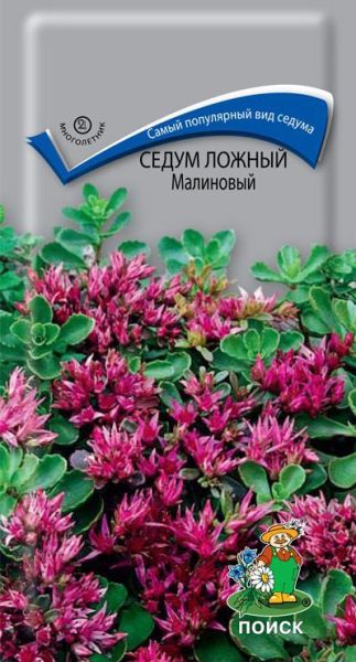 Многолетник Седум Ложный Малиновый ЦВ Поиск