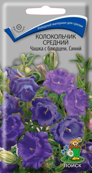 Двулетник Колокольчик средний Чашка с блюдцем Синий ЦВ Поиск