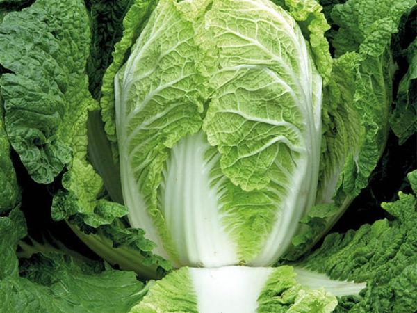 Капуста пекинская ПРЕДУРО F1 Takii Seeds