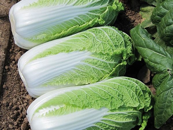 Капуста пекинская ЭНДУРО F1 Takii Seeds