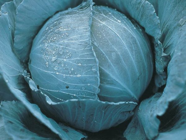 Капуста краснокочанная ПРЕТИНО F1 / PRETINO F1 Takii Seeds