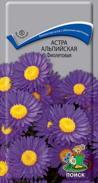 Многолетник Астра альпийская фиолетовая Поиск
