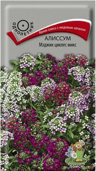 Однолетник Алиссум Мэджик циклес микс ЦВ Поиск