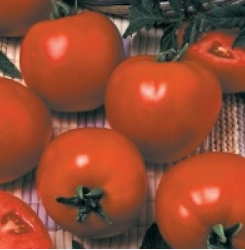 Томат ДЬЮТИ F1 / DYUTI F1 Seminis