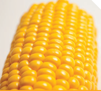 Кукуруза СВИТСТАР F1 / SVITSTAR F1 Syngenta