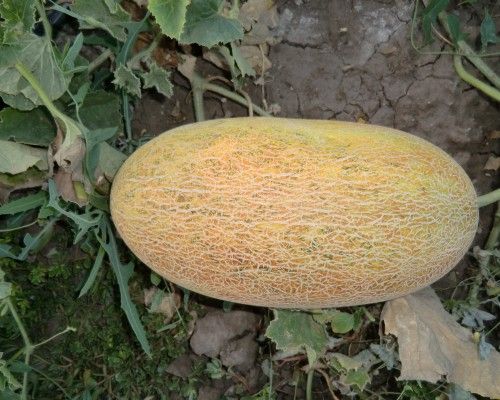 Дыня ФИОНА F1 / FIONA F1 Soto Seeds