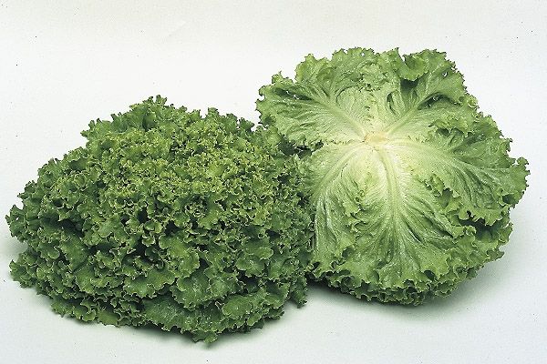 Салат батавия ФАНЛИ / FANLI Syngenta