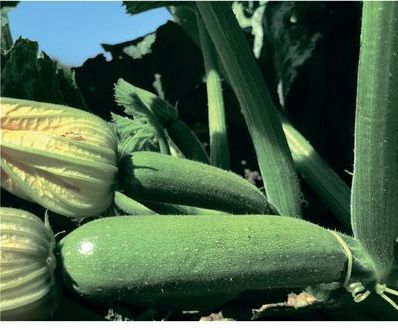 Кабачок GN 1110 F1 Atakama Seeds